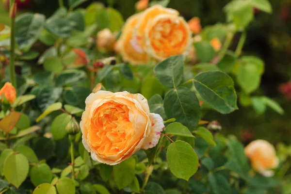 Closeup véve narancssárga rózsák — Stock Fotó