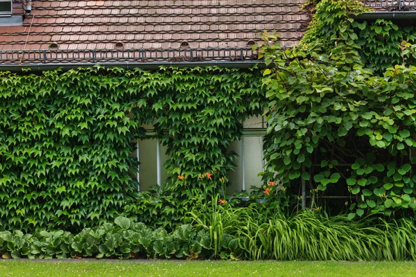 Ivy casa rivestita — Foto Stock