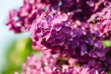 Lila şube manzarası