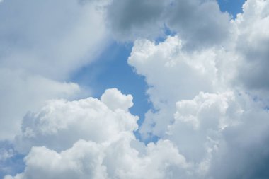 Lila şube manzarası