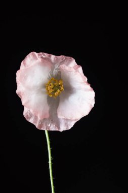 Beyaz haşhaş çiçeği