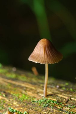 Lila şube manzarası
