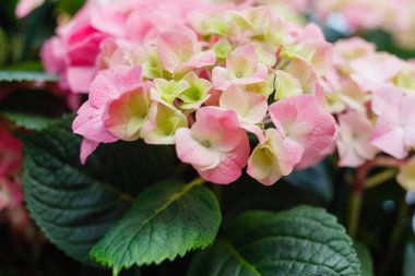 Ortanca çiçek göster