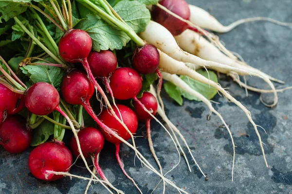 Utsikt över färska rädisor — Stockfoto