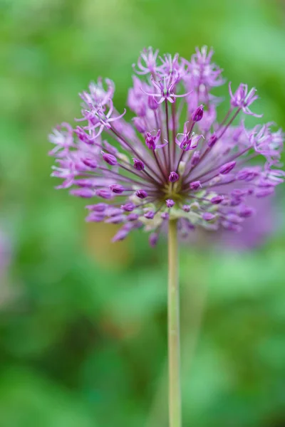 라일락 지점 보기 — 스톡 사진