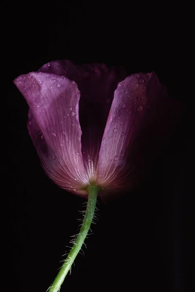Flor de amapola violeta —  Fotos de Stock