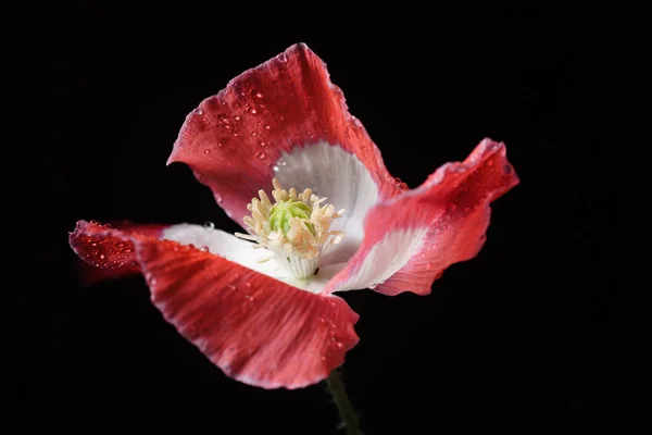 Flor de amapola roja y blanca —  Fotos de Stock