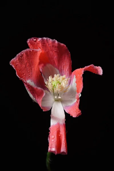 Flor de amapola roja y blanca —  Fotos de Stock