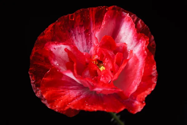 Red poppy flower — Stock Photo, Image