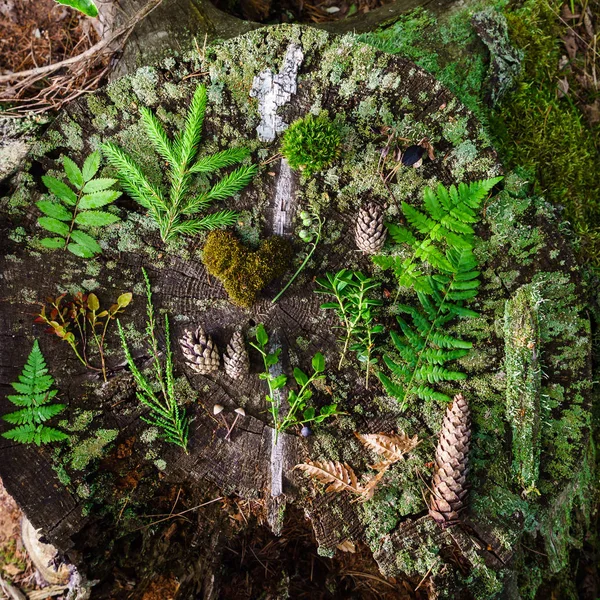 Composizione delle foglie forestali — Foto Stock