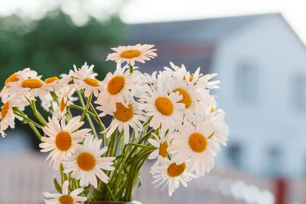 Visa på daisy blommor — Stockfoto