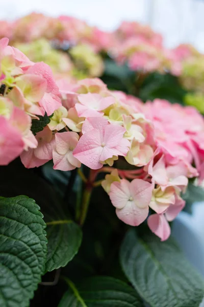 Se på hortensia blomster - Stock-foto