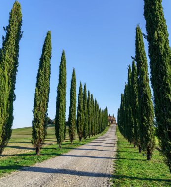 ağaçlar Road ile alanlar