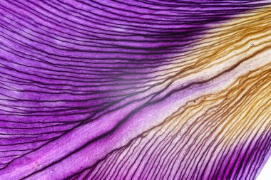 Iris yaprakları portre