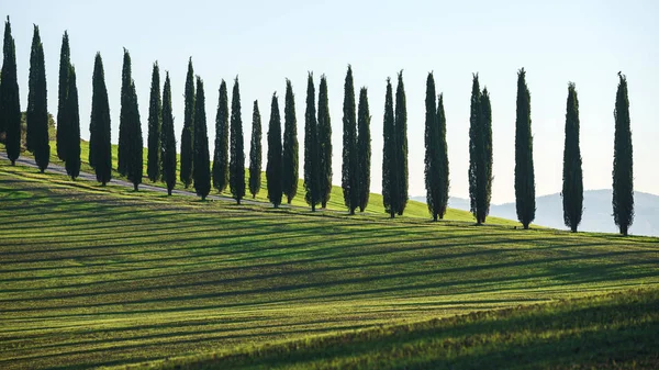 Arbres parmi la route dans le champ — Photo