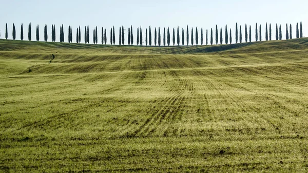 Árvores ao longo da estrada através de campos — Fotografia de Stock