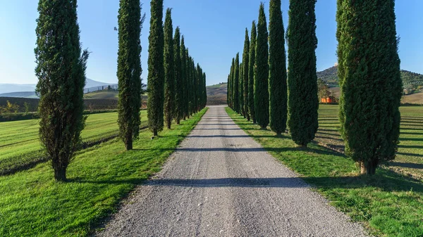 Árvores ao longo da estrada através de campos — Fotografia de Stock