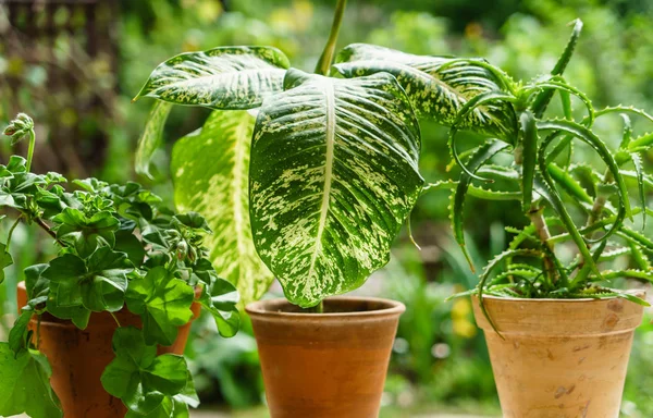 Huis planten in potten — Stockfoto