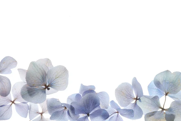 Composição frágil das flores — Fotografia de Stock