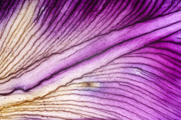 Iris bloemblaadjes closeup — Stockfoto