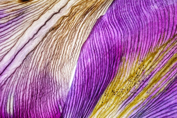 Iris petals closeup — Stock Photo, Image