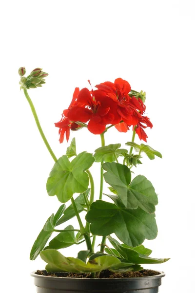 Geranium flower in pot — Stock Photo, Image