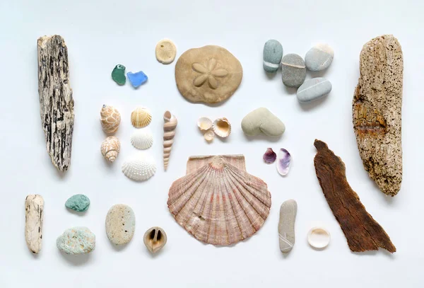 Kolekcja muszle morze — Zdjęcie stockowe