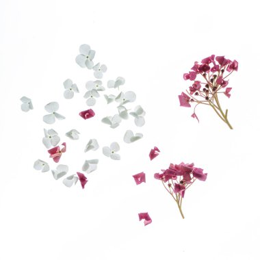 Lila şube manzarası