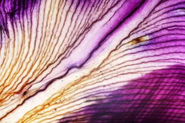 Iris yaprakları closeup aracılığıyla ışık