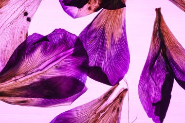 Iris yaprakları closeup aracılığıyla ışık