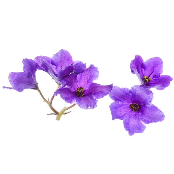 View of lilac branch — Stock Photo, Image