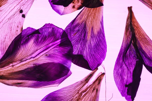 Light through iris petals closeup — Stock Photo, Image