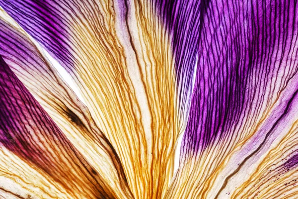 Light through iris petals closeup — Stock Photo, Image