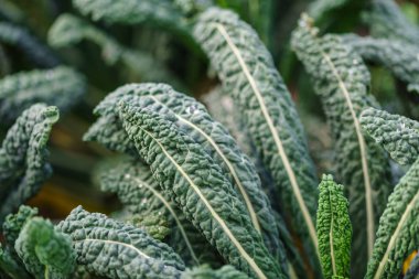 Lahana yaprakları alanındaki