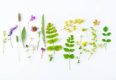 Yaz bitkiler kompozisyon 