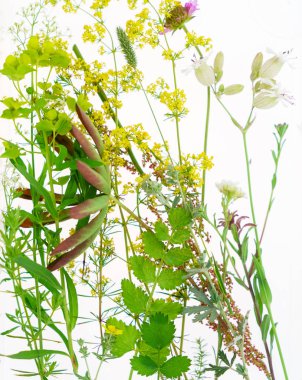 Yaz bitkiler kompozisyon 