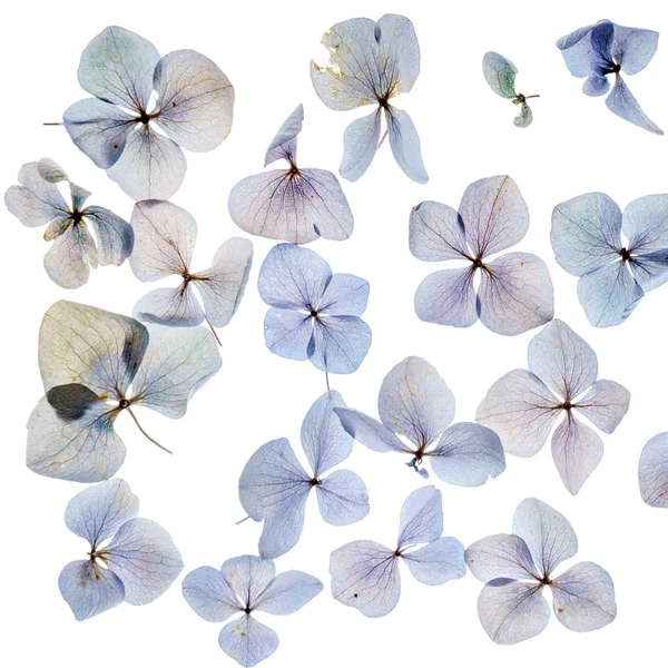 Floral samenstelling op wit — Stockfoto
