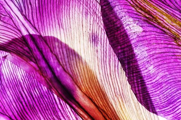 Iris yaprakları closeup aracılığıyla ışık