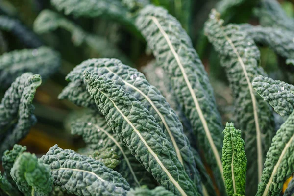 Lahana yaprakları alanındaki