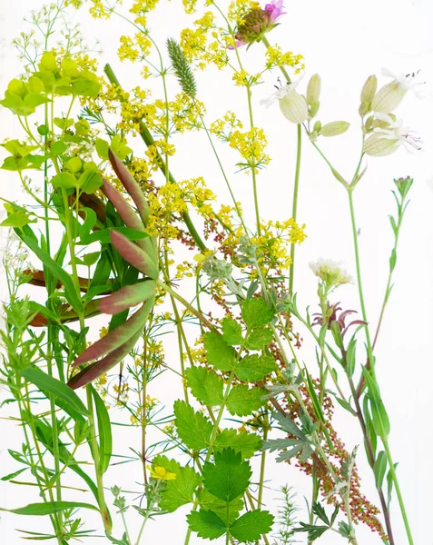 Yaz bitkiler kompozisyon 