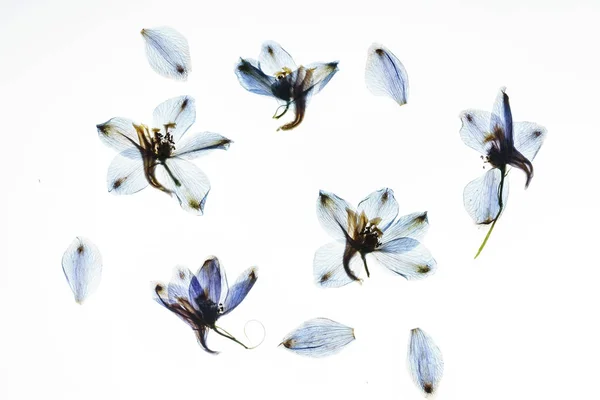 Flores secas en blanco —  Fotos de Stock