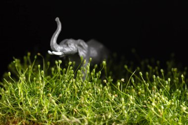 çimenlerin üzerinde hayvan oyuncak 