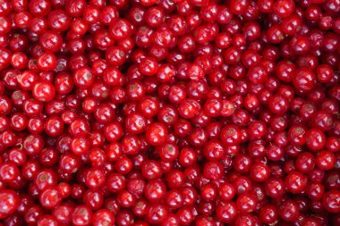 taze kırmızı kuş üzümü