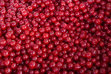 taze kırmızı kuş üzümü