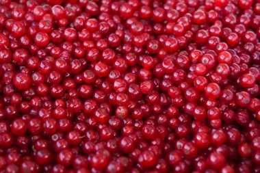 taze kırmızı kuş üzümü