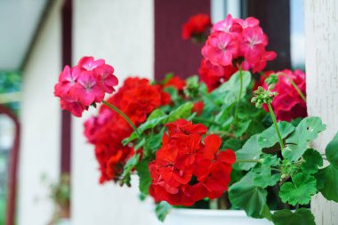 Kırmızı sardunya çiçekleri