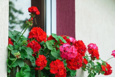 Kırmızı sardunya çiçekleri