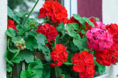 Kırmızı sardunya çiçekleri