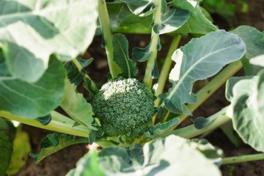 büyüyen organik brokoli 