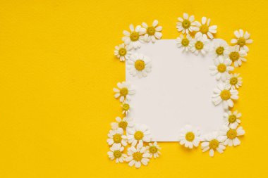 Papatya çiçek kartı